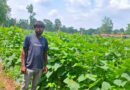 उद्यानिकी विभाग की योजना से बदली कमार कृषक की तकदीर, खीरे की वैज्ञानिक खेती बनी वरदान