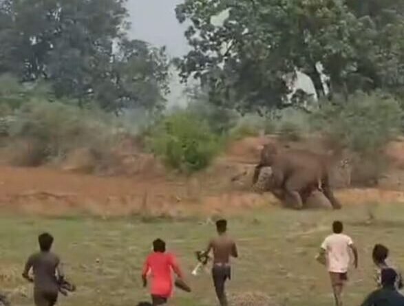 पटाखे और पत्थरबाजी से बिगड़ा माहौल, हाथी शावक हुए प्रभावित