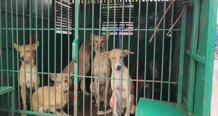 आवारा कुत्तों के हमले में मासूम की मौत के बाद निगम प्रशासन जागा