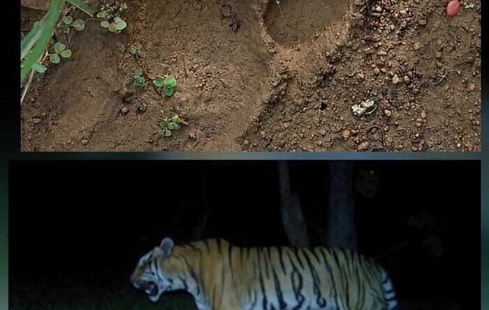 एक दशक बाद कुरंदी में मिले बाघ के पंजे के निशान,  अलर्ट