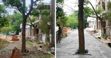 सड़क के बीच खड़ा रह गया आम का पेड़, निर्माण कार्य पर उठे सवाल