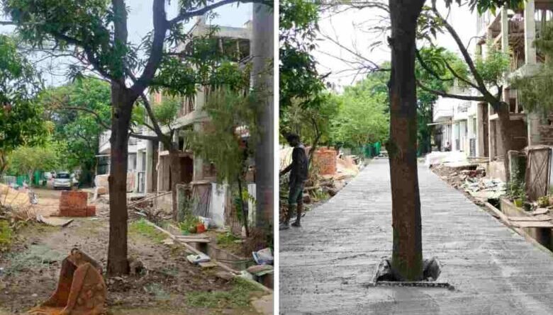 सड़क के बीच खड़ा रह गया आम का पेड़, निर्माण कार्य पर उठे सवाल
