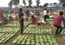 मोहला-मानपुर के तेंदूपत्ता संग्राहकों को 30 करोड़ से अधिक का भुगतान